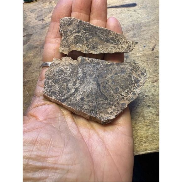 Petrified Wood Slabs (2) - Picture 2 of 8